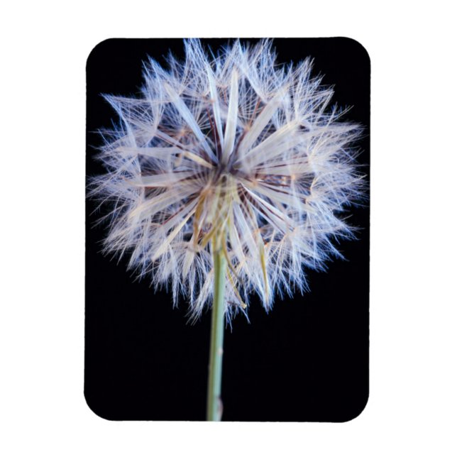 Íman Dandelion (Taraxacum Officinale) Semente (Vertical)