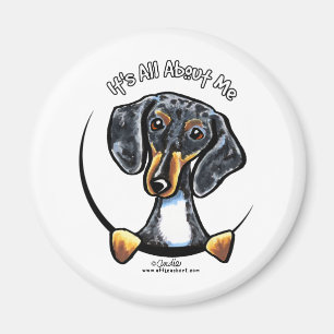 Íman Dapple o Dachshund seu toda aproximadamente mim