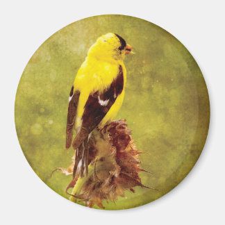 Íman Dark Moody Goldfinch Bird Art Magnet