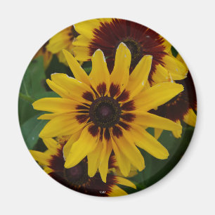 Íman das Flores Amarelas
