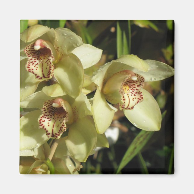 Íman das Orquídeas Cymbidium (Frente)