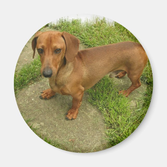 Íman Daschund Magnet (Frente)