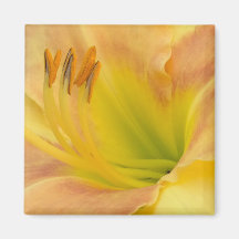 DAYLILY "Blond Baby" — Cor de laranja verde amarel
