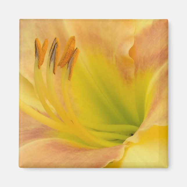 Íman DAYLILY "Blond Baby" — Cor de laranja verde amarel (Frente)