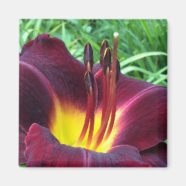 Íman Daylily "Dominic" B Dark Wine
