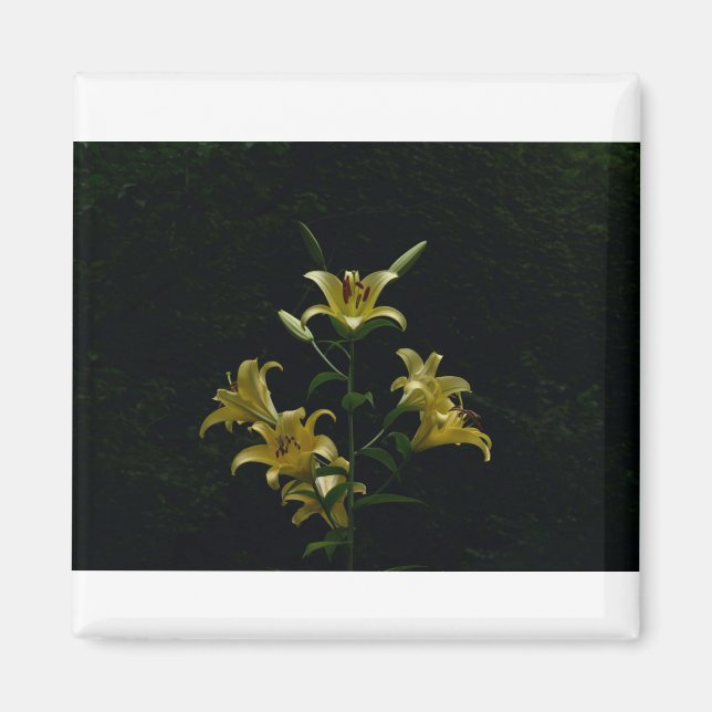 Íman Daylilys Amarelos brilhantes, Tom Wurl (Frente)