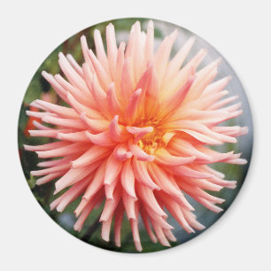Íman Dazzling Dahlia Flower