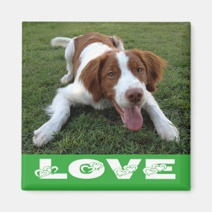 Íman de Amor de Cachorro Filhote Brittany Spaniel