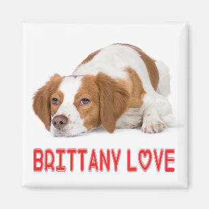 Íman de Amor de Cachorro Filhote Brittany Spaniel