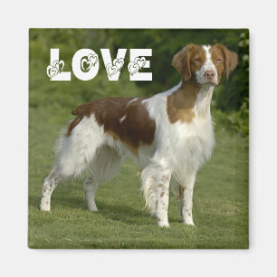 Íman de Amor de Cachorro Filhote Brittany Spaniel