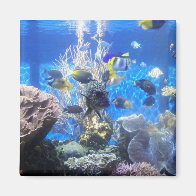 Íman de aquário (Frente)