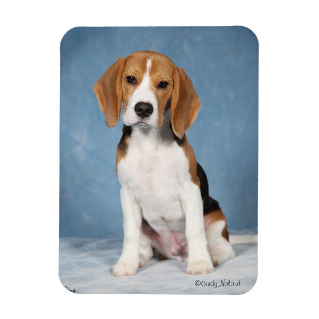 Íman de Beagle Puppy (Vertical)
