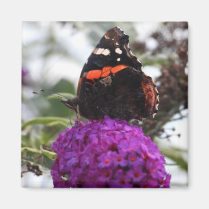 Íman de borboleta almirante vermelha