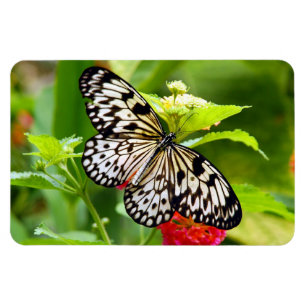 Íman de borboleta branca e preta