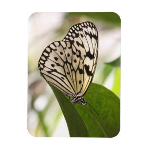 Íman de borboleta de papagaio