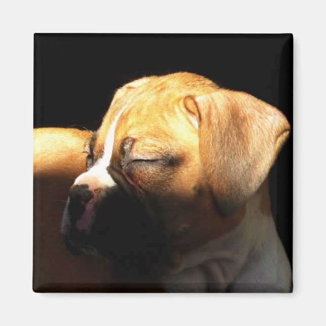 Íman de cachorrinho de boxe adormecido (Frente)