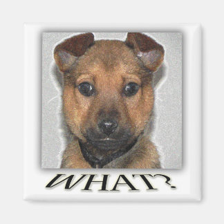 Íman de cachorro super fofo