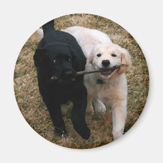 Íman de cachorros pretos e brancos
