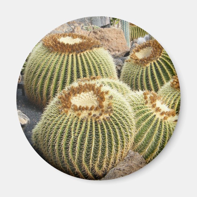 Íman de cactos (Frente)