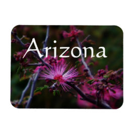 íman de Calliandra eriophylla, Íman do Arizona