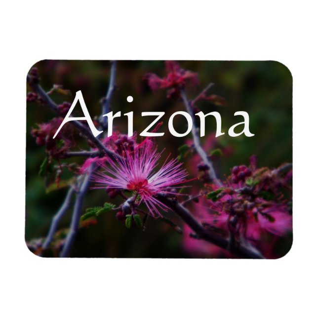 íman de Calliandra eriophylla, Íman do Arizona (Horizontal)
