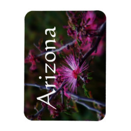 íman de Calliandra eriophylla, Íman do Arizona