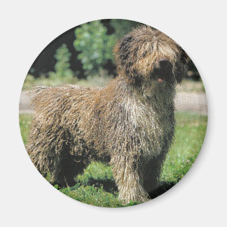 Íman de cão aquático espanhol