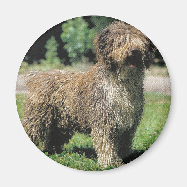 Íman de cão aquático espanhol (Frente)