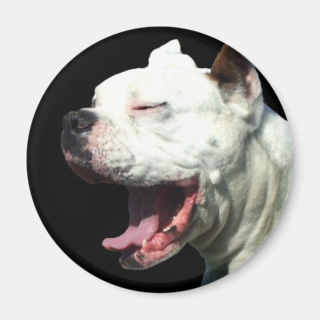 Íman de cão Boxer Branco sorridente (Frente)