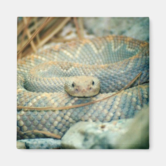 Íman de cascavel (Frente)