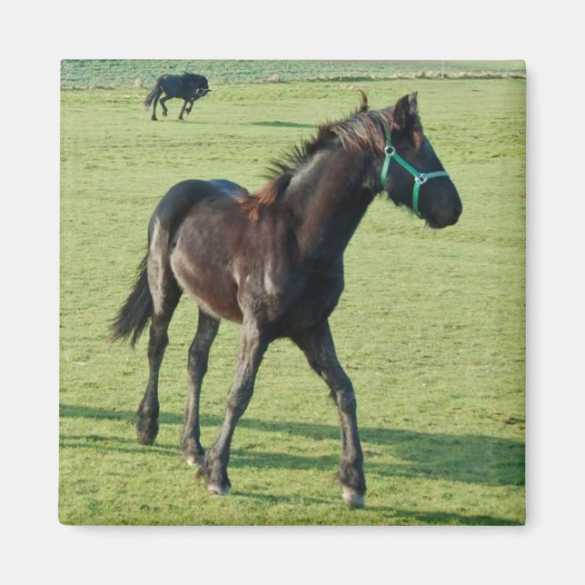 Íman de cavalo (Frente)
