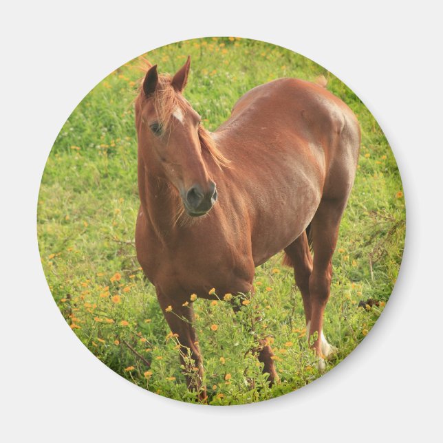 Íman de cavalo (Frente)