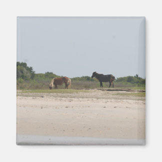 Íman de Cavalo Selvagem