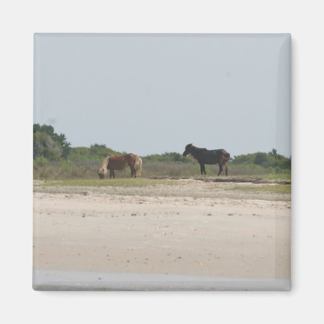 Íman de Cavalo Selvagem (Frente)