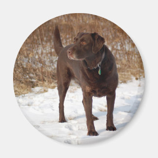 Íman de chocolate