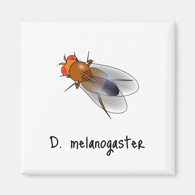 Íman de D. melanogaster (Frente)