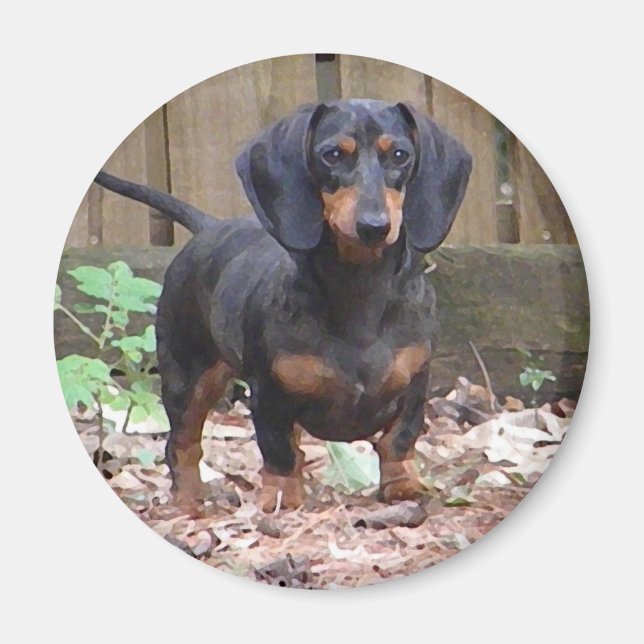 Íman de dachshund bonito (Frente)