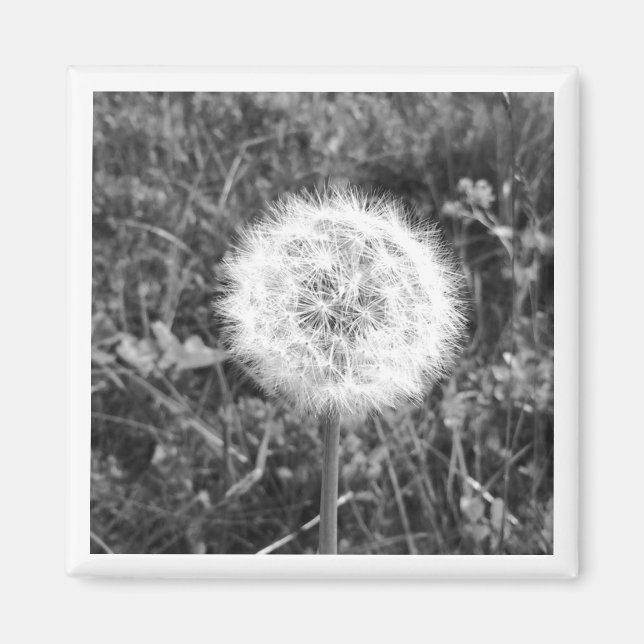 Íman de dandelion preto e branco (Frente)