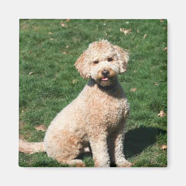 Íman de filhote de Mini Goldendoodle (Frente)