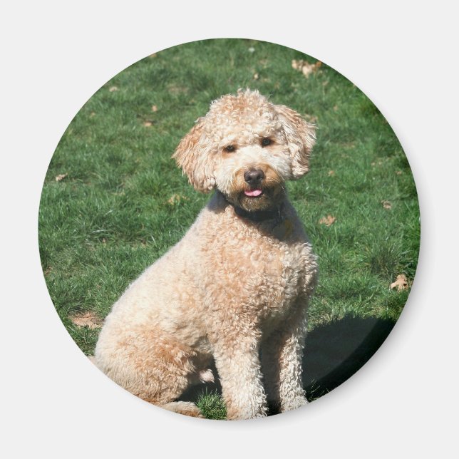 Íman de filhote de Mini Goldendoodle (Frente)