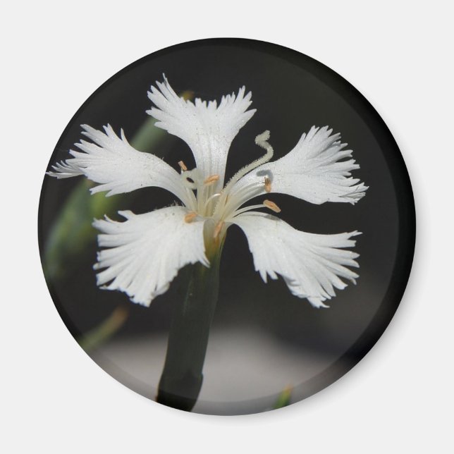 íman de flor branca (Frente)