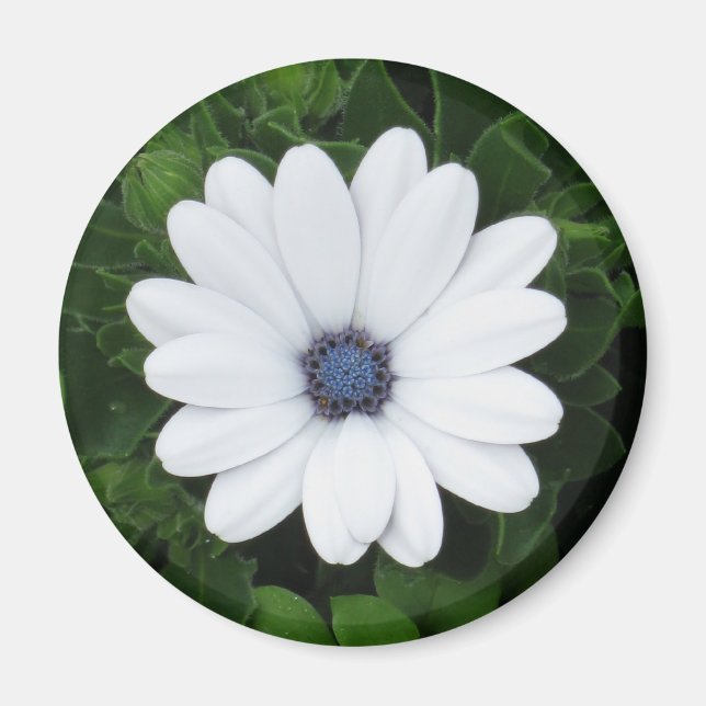 Íman de Flor Branca (Frente)