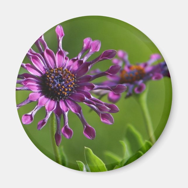 íman de flor púrpura (Frente)
