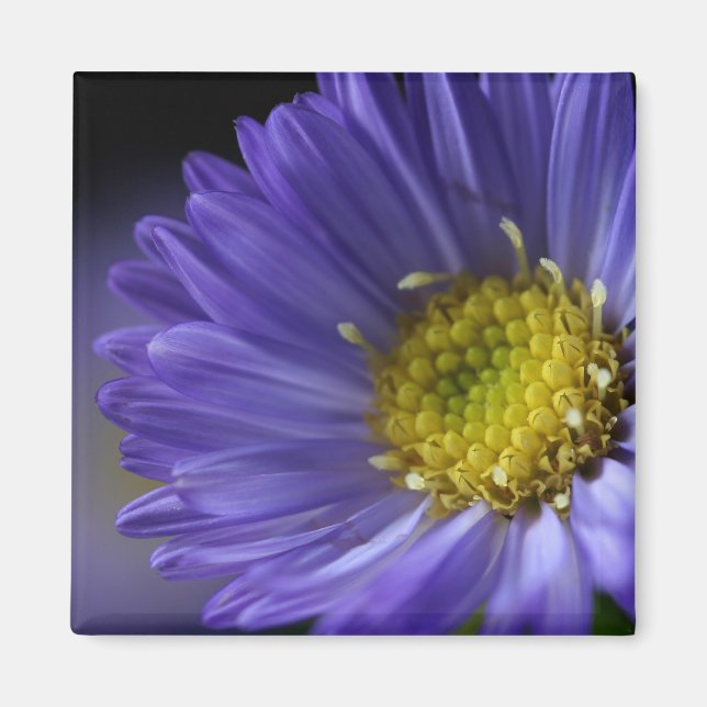 íman de flor púrpura (Frente)