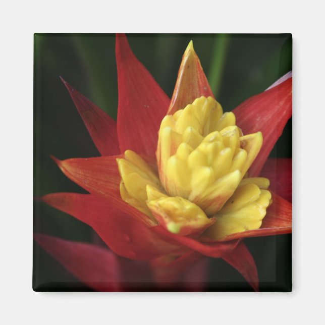 Íman de Flor Spiky (Frente)