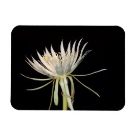 Íman de flores de cactus