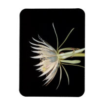 Íman de flores de cactus