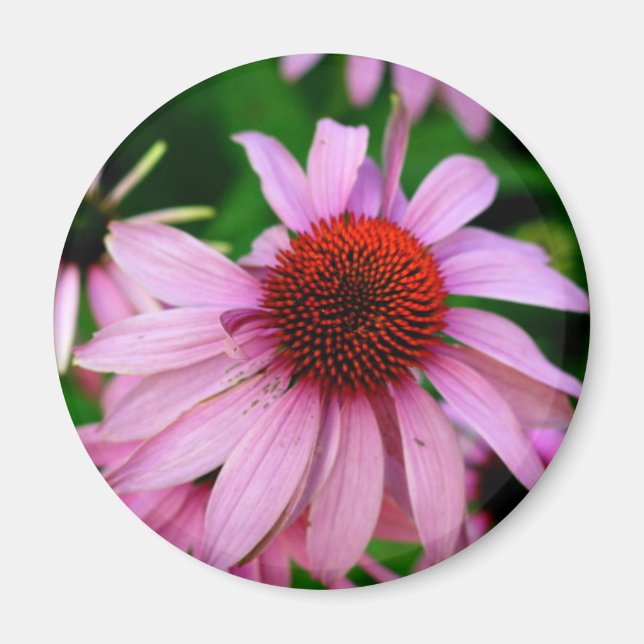 íman de flores de echinacea rosa (Frente)