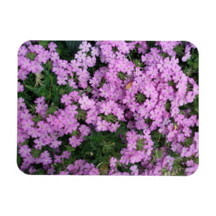 Íman de Flores Rosa