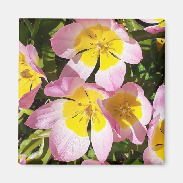 Íman de flores rosa e amarela (Frente)